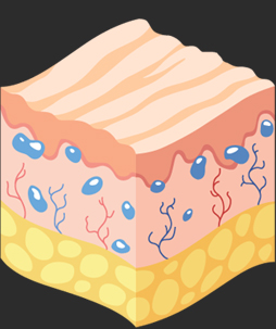 땡큐피부과 스컬트라 콜라겐 생성원리